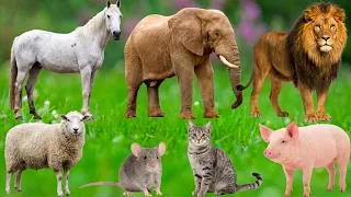 A collection of beautiful animals: Sheep, elephants, horses, cats, dogs - Farm animal sounds