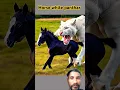 Download Lagu Horse attack white panther #whitelion #horse #animals #motivation #lion #remix #ringtone #aivideo