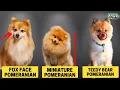 6 Different Types Of Pomeranian - Which Is Right For You