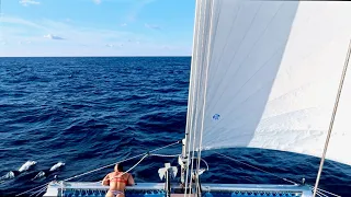 Good Company on the High Seas!! 🐬