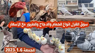 سوق الغزل الجمعة في العراق بغداد 2023 1 6 انواع الدجاج والحمام في سوق الغزل الجمعة 