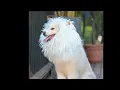 Onmygogo Lion Mane Wig for Dogs - Best Deal