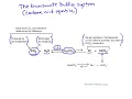 The bicarbonate buffer system