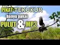 Download Lagu PIKAT TEKUKUR | modal pulut dan mp3