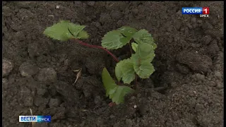 В Омской области ожидаются заморозки