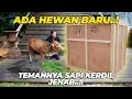 Lagu AKHIRNYAA..!! SAPI KERDIL JENAB PUNYA TEMEN BARU..!!