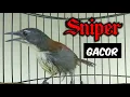 Burung sniper gacor / Tepus dada putih.