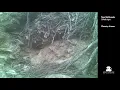 Busy Packrat Nest Tiger Rattlesnakes