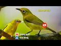 Download Lagu SUARA PIKAT  BURUNG PLECI PALING AMPUH || KOMBINASI RIBUT DIJAMIN LENGKET ANTI ZONK ||