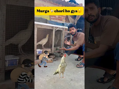 Murga 🐓chori ho gya😲 #minivlog #viral #vlog #breedingpair #pets #chicken #aseel #murga #birds