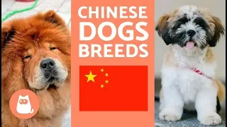 9 Breeds of Chinese Dogs