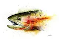 Top 10 Trout Fishing Spots in West Virginia 2024