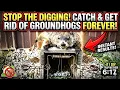 Catching Nuisance Groundhogs with Conibear Traps Under Barn Groundhog Removal