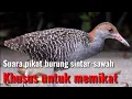 Lagu suara pikat burung Sintar ampuh