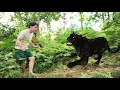 Download Lagu The boy left the city for the forest and was attacked by a leopard.