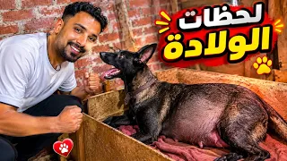 اول كلبه هتولد في مزرعتي الجديده وجهزنا الحضانه😍