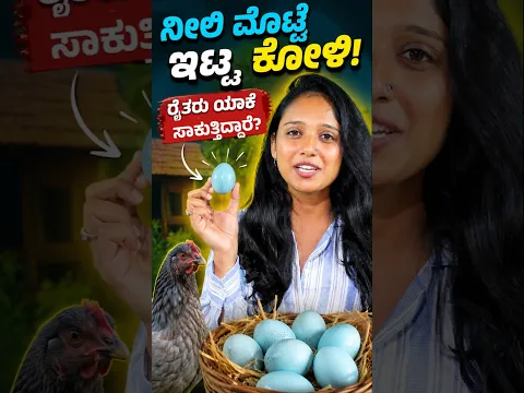 ಸಾಮಾನ್ಯ ಕೋಳಿ ಅಲ್ಲ! ನೀಲಿ ಮೊಟ್ಟೆ ಇಡುವ ವಿಶೇಷ ಕೋಳಿ! #shorts #araucana