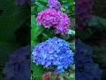 Download Lagu Bunga Bokor | Bunga Hortensia (Hydrangea macrophylla) #flowers #flowerbloom #nature #garden #fypシ