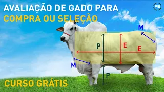 APRENDA A  AVALIAR GADO DE CORTE PARA COMPRA E SELEÇÃO