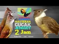 Download Lagu Masteran KICAU BURUNG CUCAK JENGGOT Gacor durasi 2jam  suara jernih sangat bagus buat malam hari