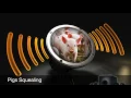 Pigs Squealing-Sound Effect