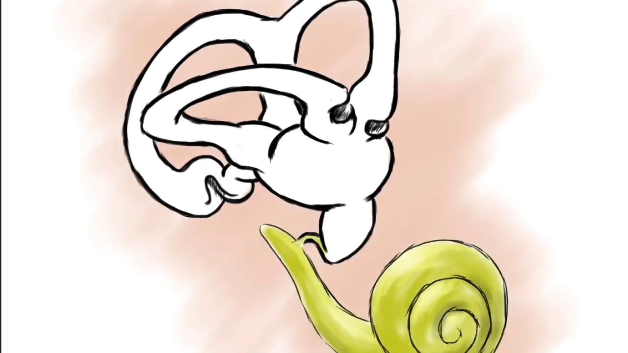 Fisiologia de la Audicion