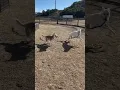 Adoptable dog Artemis white - San Luis Obispo Animal Shelter
