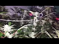Hells OG Spotlight at Day 72