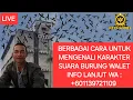 Download Lagu || berbagai cara mengenali karakter suara burung walet ||