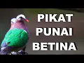 Download Lagu SUARA BURUNG PUNAI TANAH UNTUK PIKAT BURUNG hutan