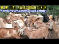 Lagu Untuk Menutup Kebutuhan Jual 2 Ekor Sudah Cukup Dengan Kambing Sebanyak 70 Ekor