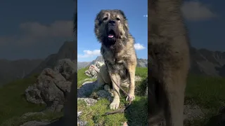 Chuck Caucasian Shepherd Above The Clouds 