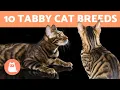10 TABBY CAT BREEDS Cats with Striped Coats