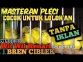MASTERAN PLECI WIT WIT KENARI SAMBUNG BREN CIBLEK||COCOK BUAT LOLOHAN (bening\u0026panjang)