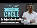 4 Rapoport Leubering cycle and 2 3 Bisphosphoglycerate