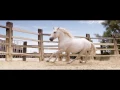 "Hayda Adari" Official Video Clip - Carole Samaha / فيديو كليب "هيدا قدري" - كارول سماحة
