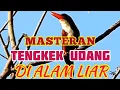 Download Lagu MASTERAN TENGKEK UDANG DI ALAM LIAR