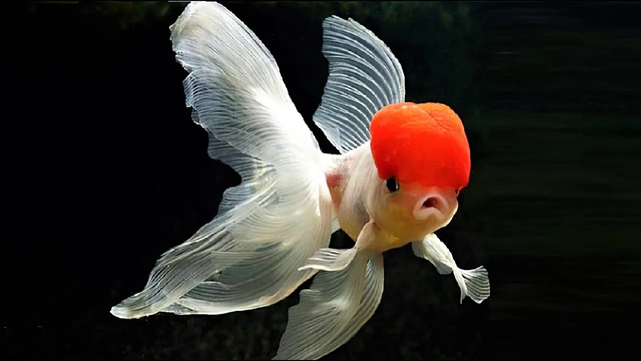 10 Most Beautiful Goldfish Species in the World