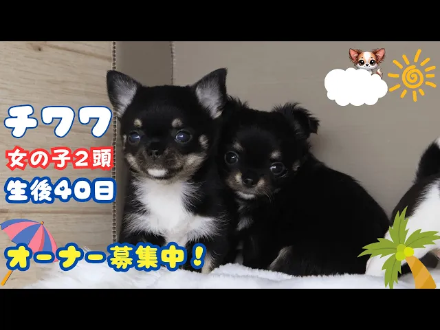 動画