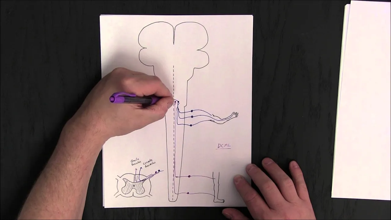 Neuroanatomy - Introduction to Somatosensory and Somatomotor Pathways