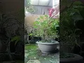 Download Lagu bonsai bringin. mereka bisa kenapa kita tidak bisa #medan#bonsai#bolang