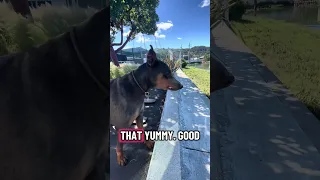#fypシ #Fyp #Dream #doberman #pets