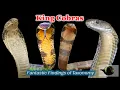 The 4 King Cobras - Which one is the Deadliest FFT Episode 4