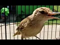 Download Lagu Suara Burung Kerak Basi Alis Putih GACOR | Masteran CIGROK Pikat