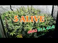 5 Alive NOS Full 4x4 Grow Guide Yield Report