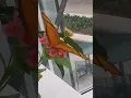 Download Lagu Butterflies, is black your favorite🦋♥️👀😄🌻Dolly Parton🎵🎶🦋🦋. plant butterfly garden. they need food
