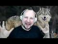 What does the Wolf mean Spirit Animal Totem Dream Symbolism