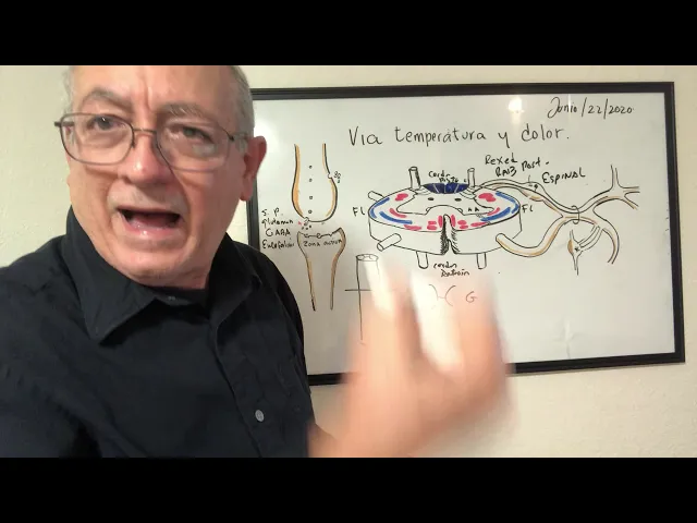 Vía dolor y temperatura, Sinapsis