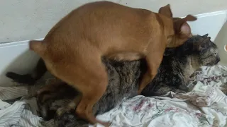 amazing dog and cat mating