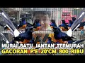 Download Lagu NOT AS EXPENSIVE AS MY TIMES!! MURAI BATU TROTOL JTN 250 THOUSAND GACORAN 20'CM TAIL 800 THOUSAND...